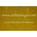 Cynomolgus Monkey Primary Prostate Fibroblasts